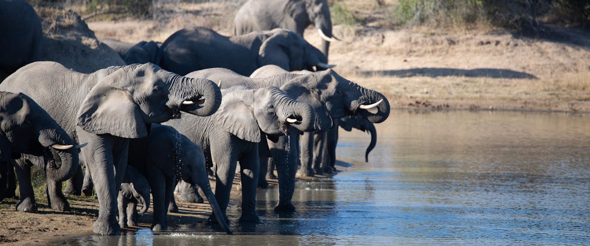Elephants drinking from a large pool of water