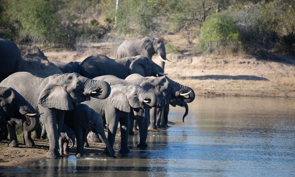 Elephants drinking from a large pool of water