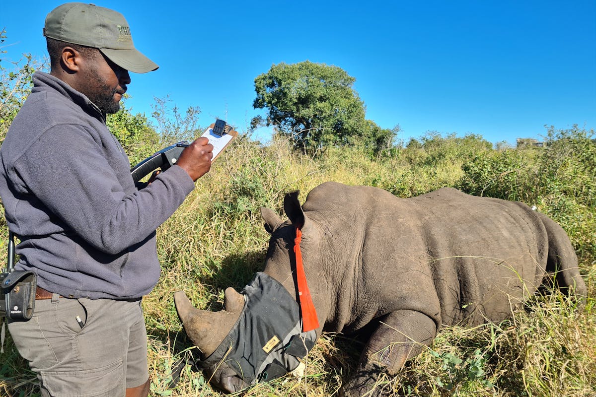 Professional guide making notes about a sedated rhino in front