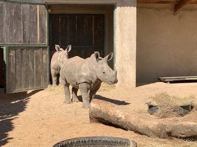 Siske Loggie: baby rhinos