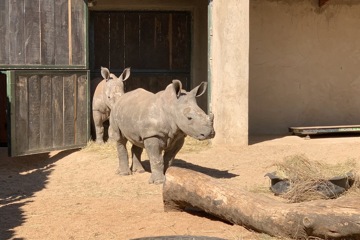 Siske Loggie: baby rhinos