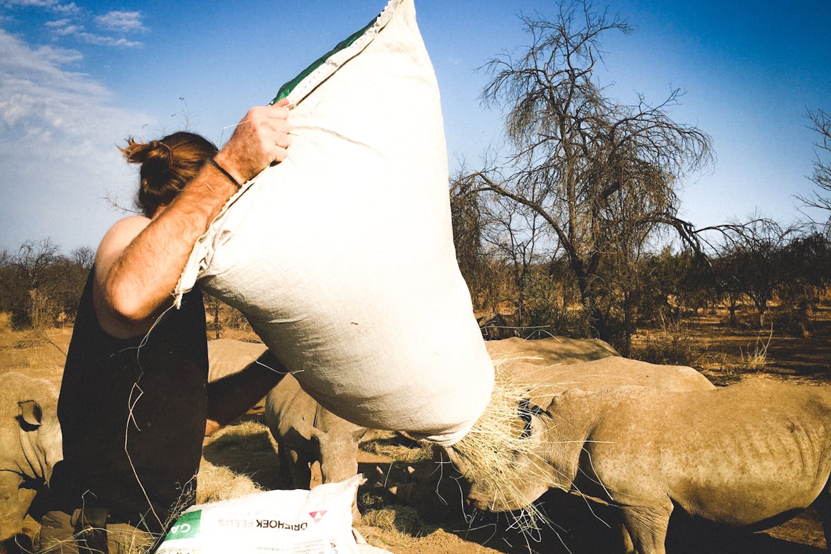 A man feeding rhinos at Gololoa