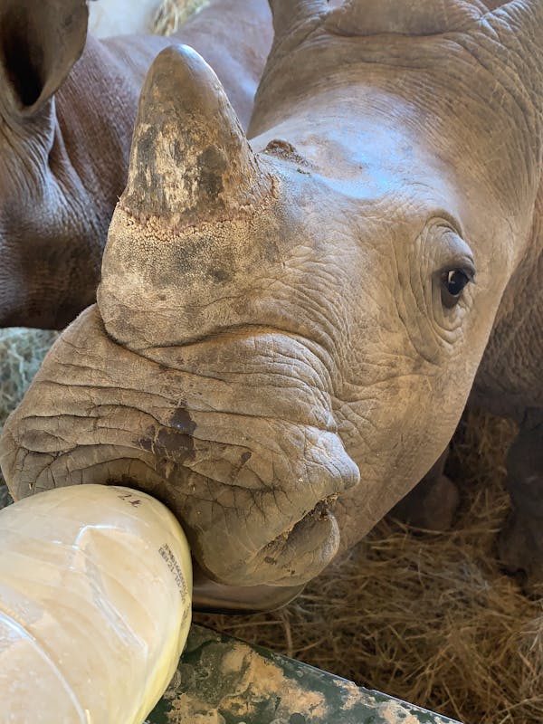 Siske Loggie: close-up of bottle feeding a rhino