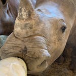 Siske Loggie: close-up of bottle feeding a rhino