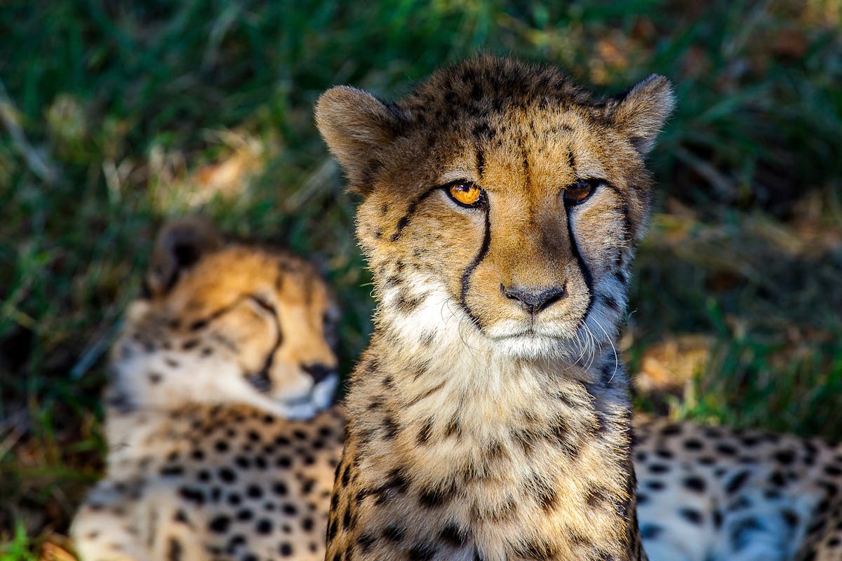 Close-up of cheetahs