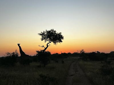 a silhouette of a giraffe and tree  