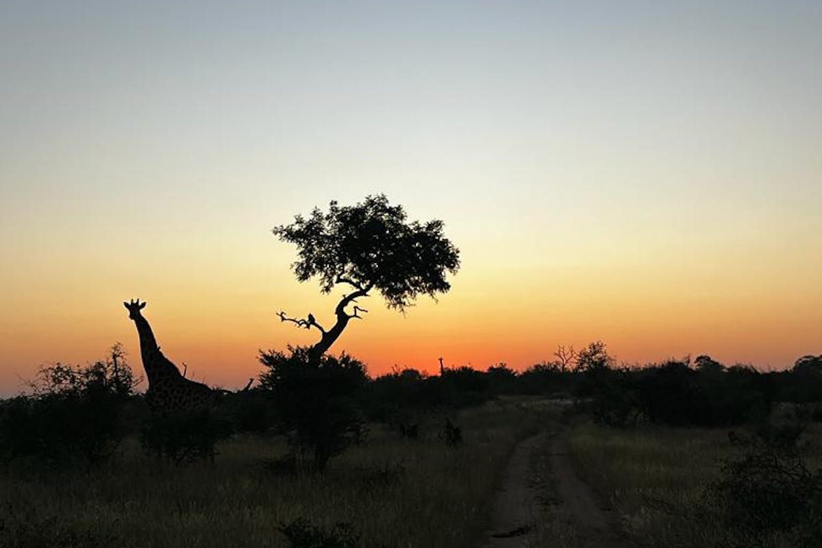 a silhouette of a giraffe and tree  