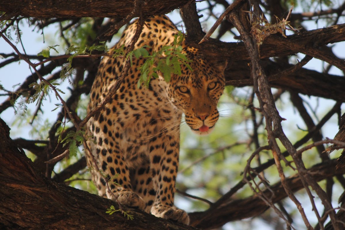 Close-up of a leopard in a tree