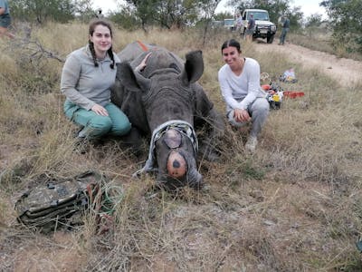 Two female volunteers sit next to a sedated rhino