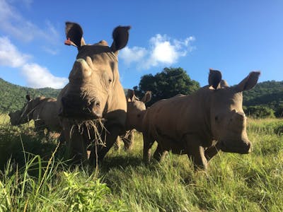 Jodie Bickhoff: close-up of baby rhinos in the field