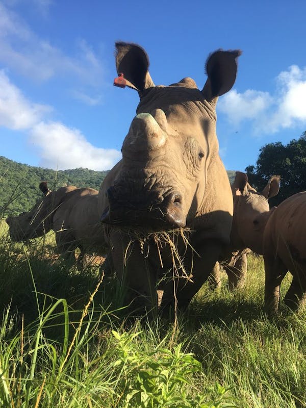 Jodie Bickhoff: close-up of baby rhinos in the field