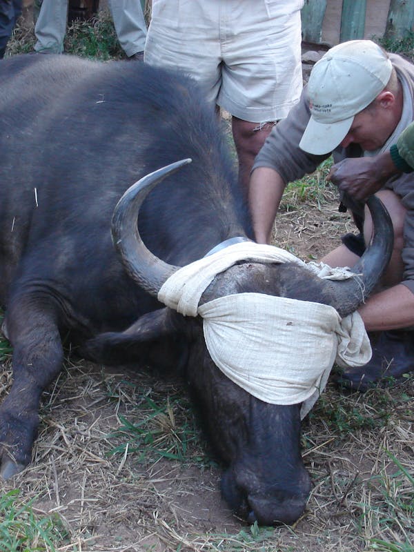 Male vet working on a sedated buffalo 