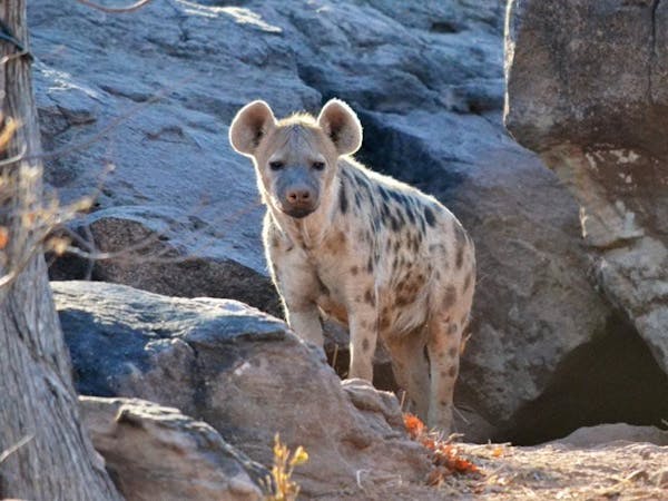 Large spotted hyena
