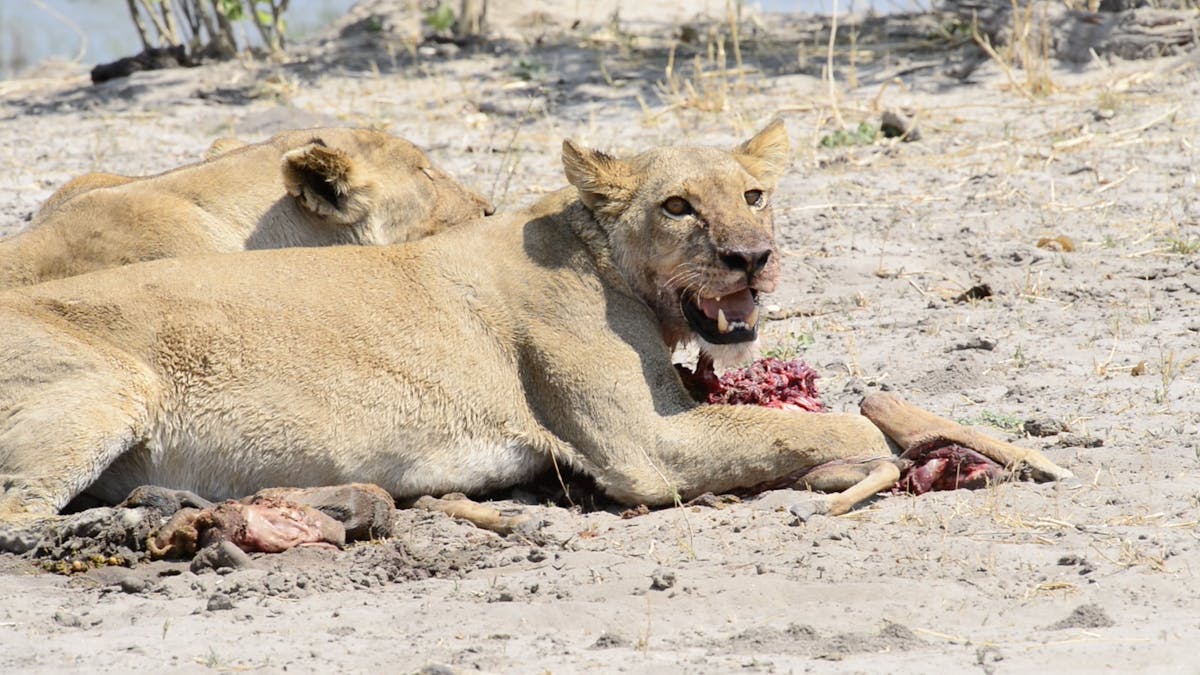 A lioness with a kill at the Okavango Wilderness Project