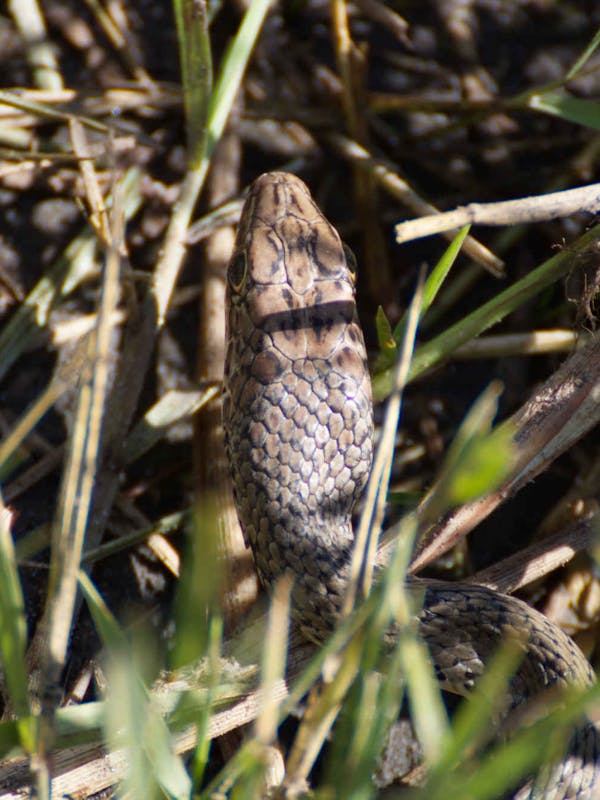 Ramez Ramzy: close-up of a snake