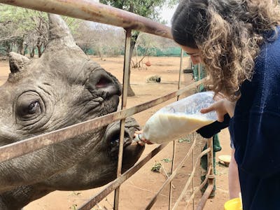An ACE volunteer feeding rhino at Golola