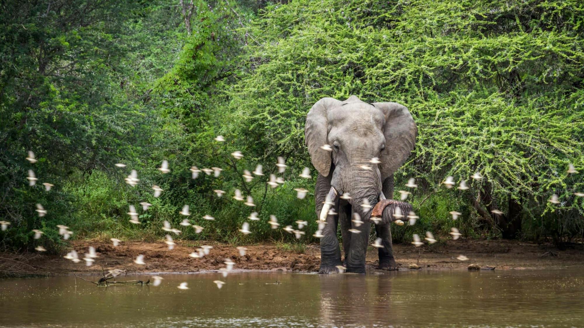 Elephant at watering hole