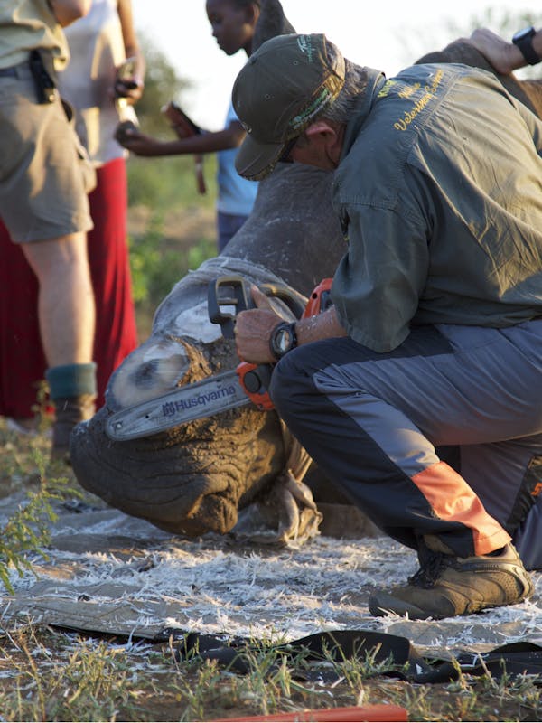 Dehorning a sedated rhino with a chainsaw