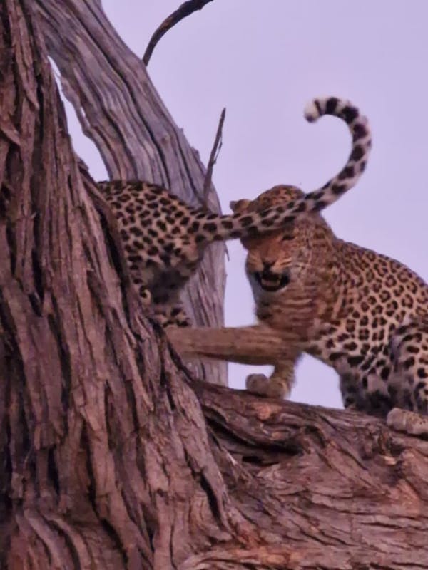 Floris Behnke: leopard in a tree