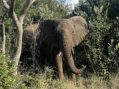 Laoise Corkery: elephant in the bush