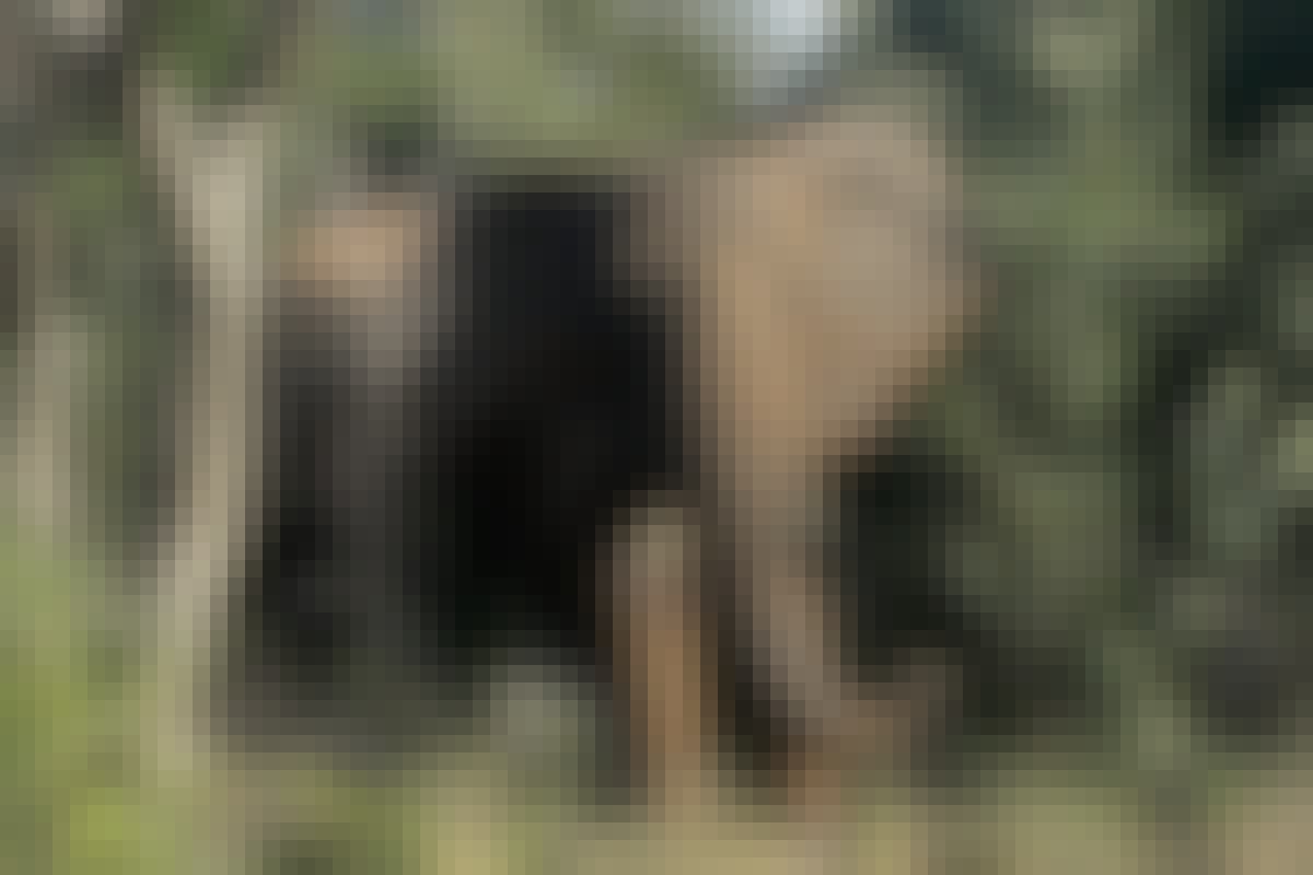 Laoise Corkery: elephant in the bush
