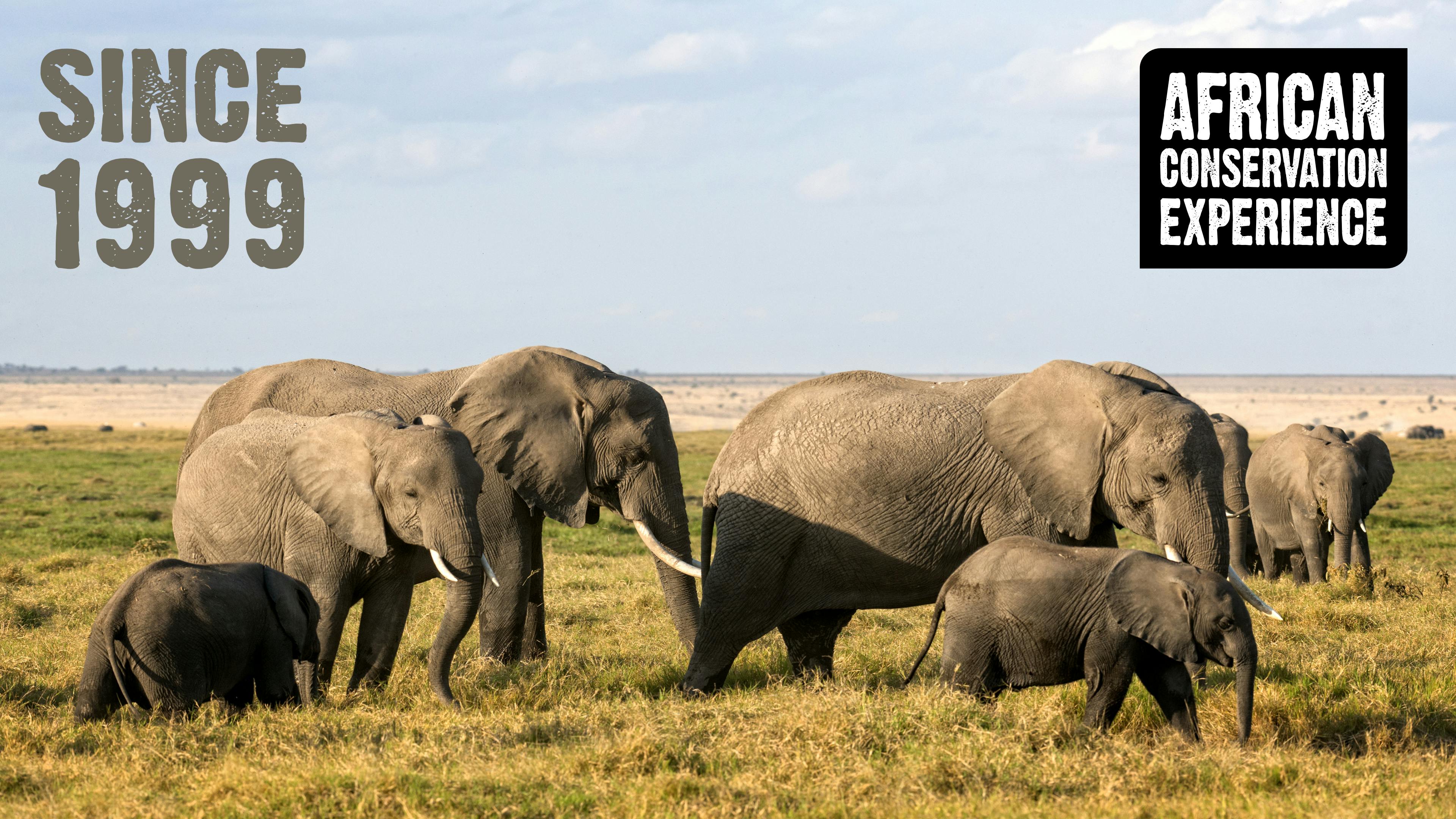 Similar to humans, elephants vary what they eat for dinner