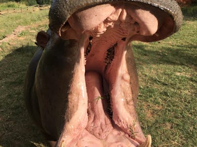 Jodie Bickhoff: close-up of a hippo's mouth