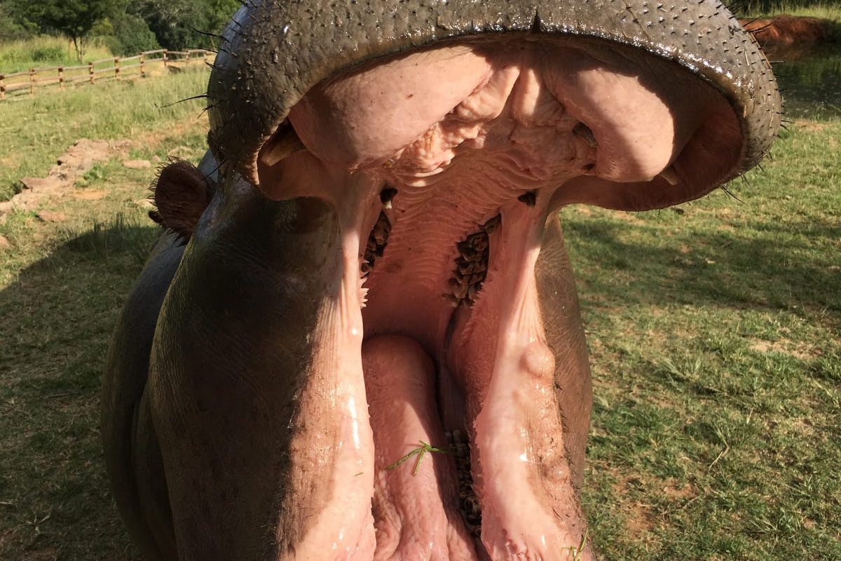 Jodie Bickhoff: close-up of a hippo's mouth
