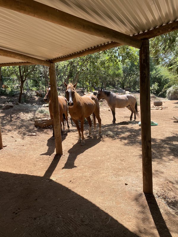 Chandra Kelton: horses