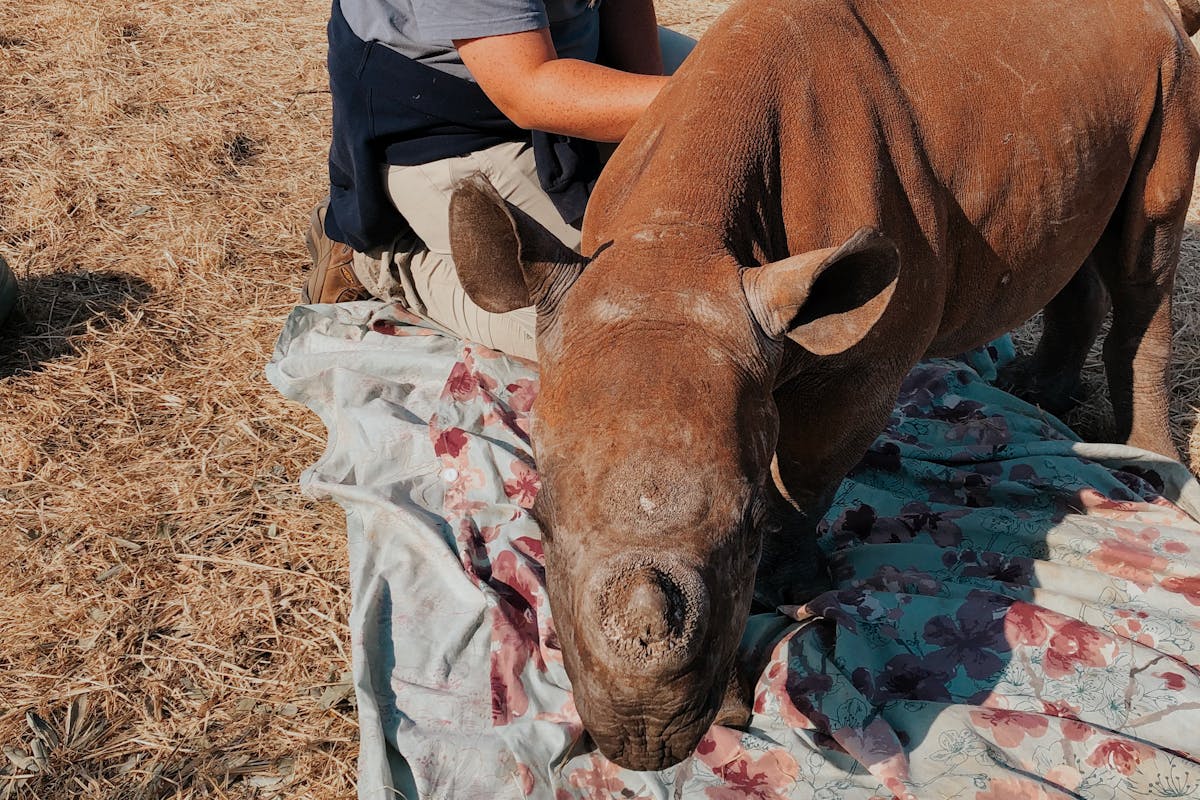 Lillie Homberg: with a baby rhino