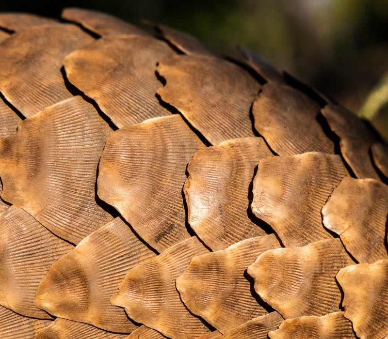 A close up of pangolin scales