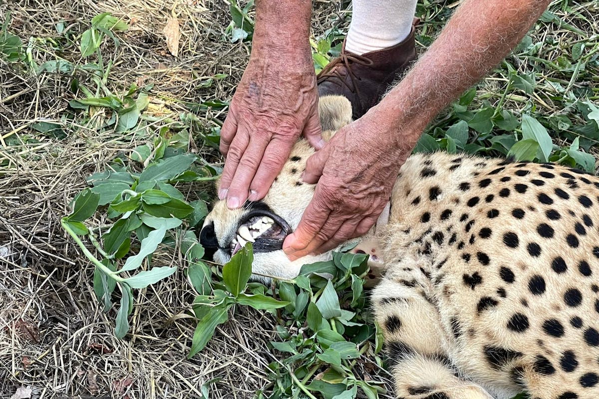 Melany Melkonyan: sedated cheetah
