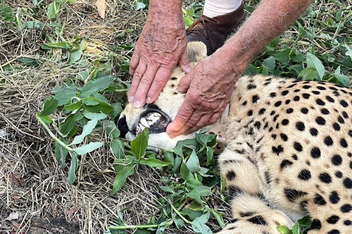 Melany Melkonyan: sedated cheetah