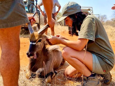 Natasha Hart: working in the field on a nyala