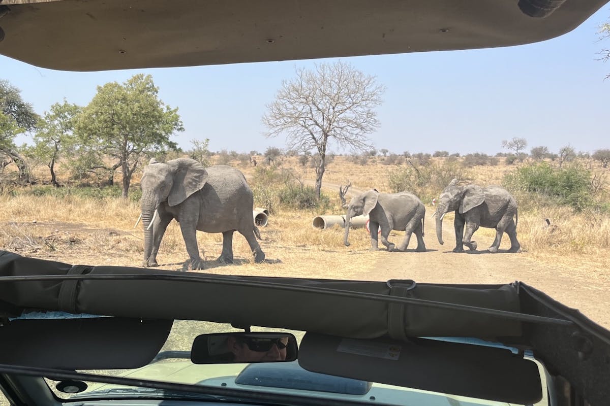 Liam Corcoran and Emily Munroe: viewing elephants from the vehicle