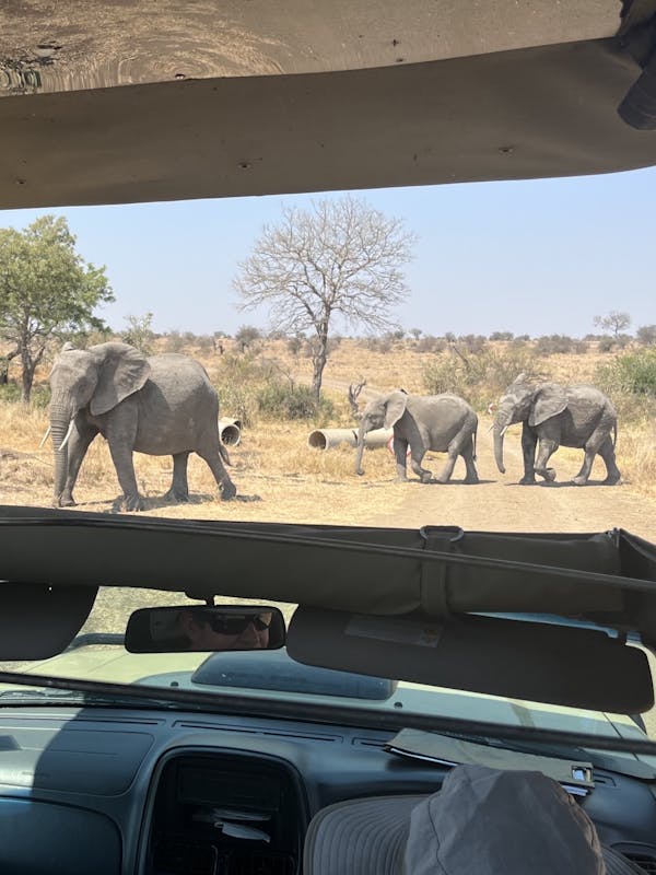 Liam Corcoran and Emily Munroe: viewing elephants from the vehicle