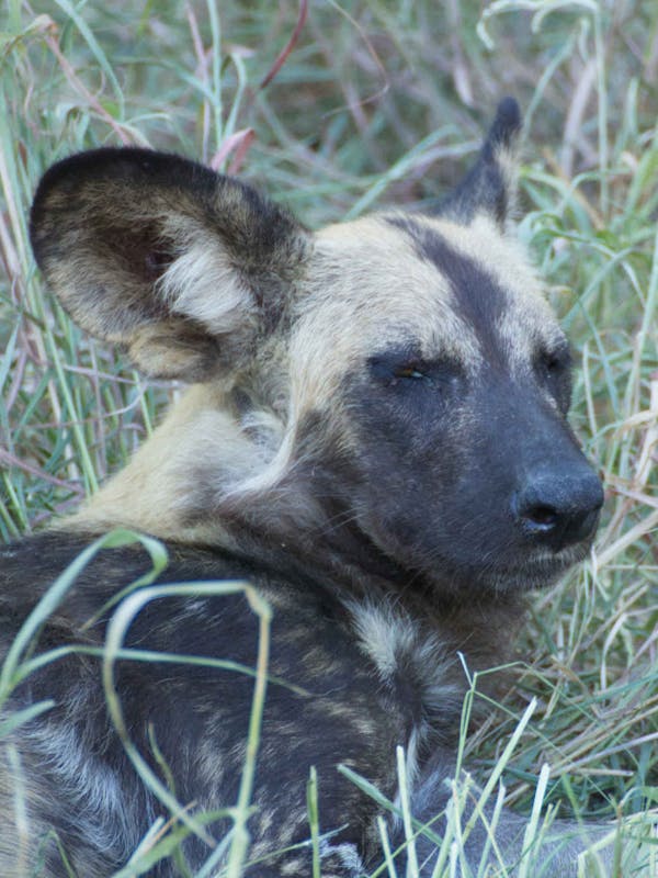 Ramez Ramzy: close-up of a wild dog
