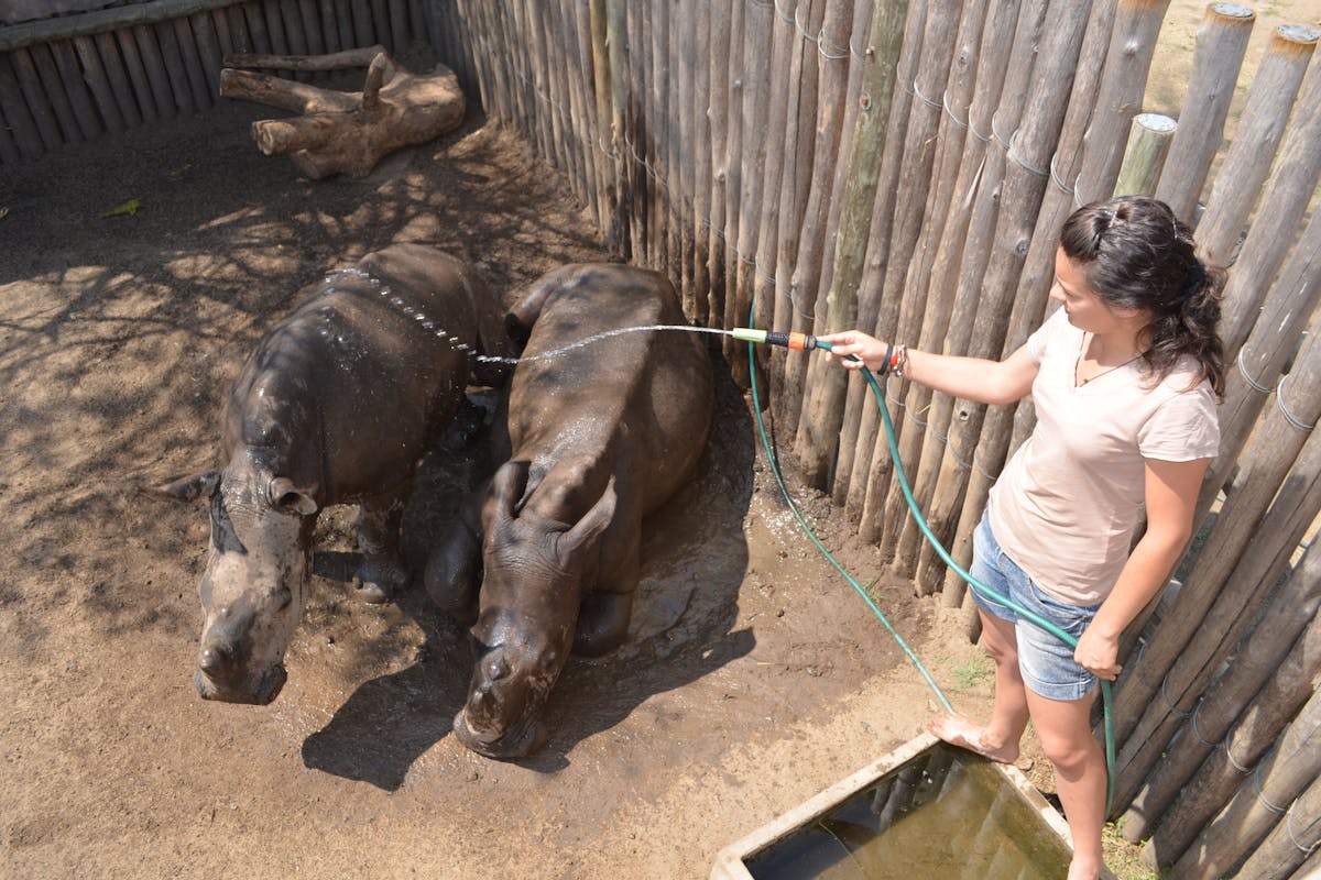 A student cleaning two baby rhinos