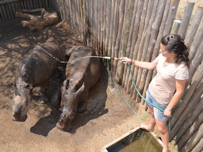 A student cleaning two baby rhinos