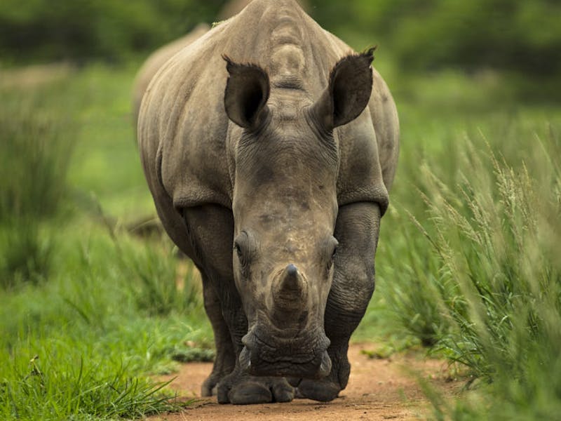A rhino approaches along a path through green grassland