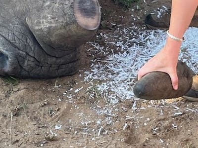 Jeanne Gray: A rhino horn trimming procedure 