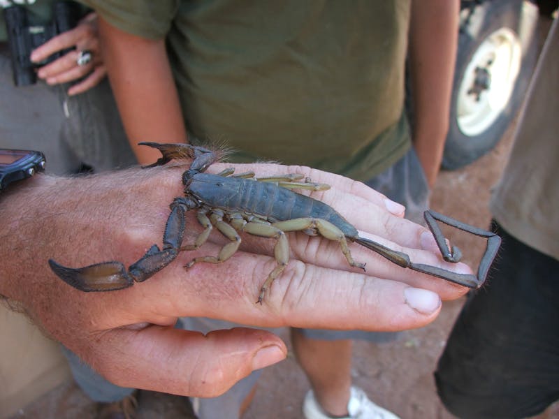 Close up of a scorpion