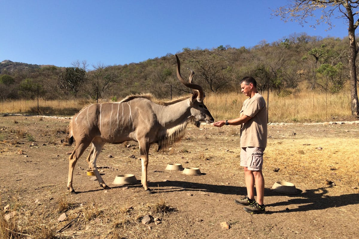 Male ACE volunteer feeding an antelope
