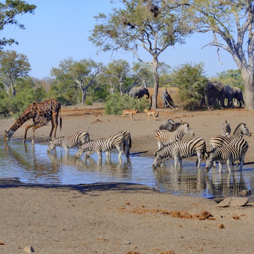 Zebra, elephant and giraffe around watering hole