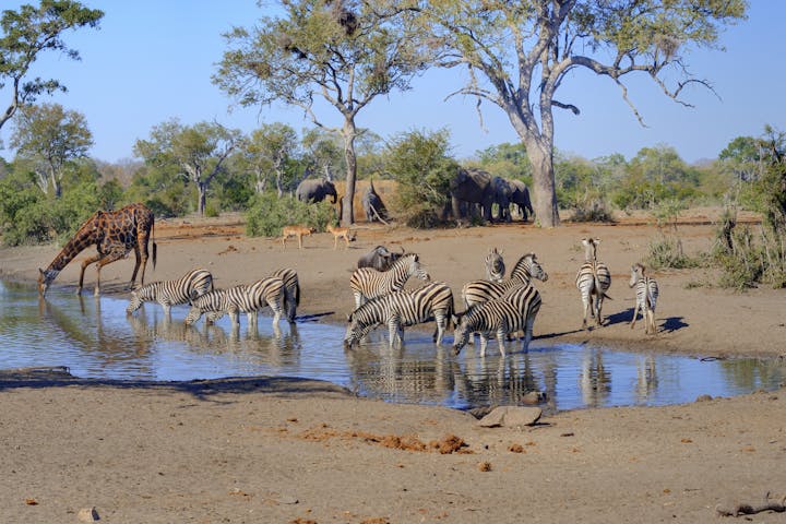 Zebra, elephant and giraffe around watering hole