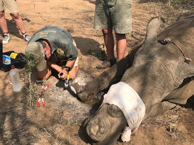 A sedated rhino having treatment 