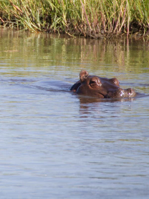 Ramez Ramzy: hippos in the water
