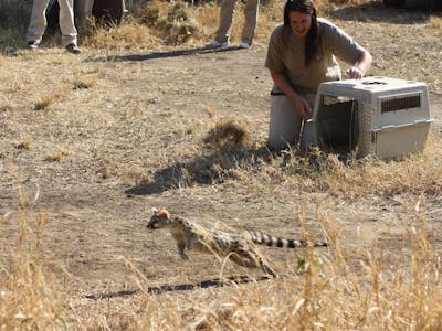 An ACE volunteer at Moholoholo releasing an animal back into the wild