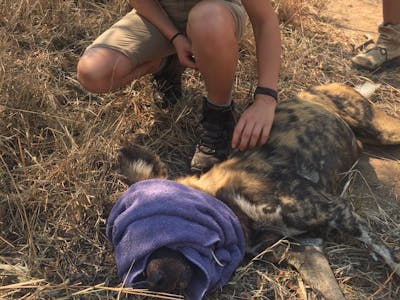 Emily Guinane: monitoring a sedated wild dog