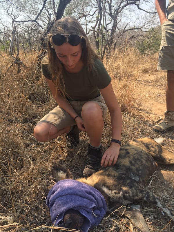 Emily Guinane: monitoring a sedated wild dog
